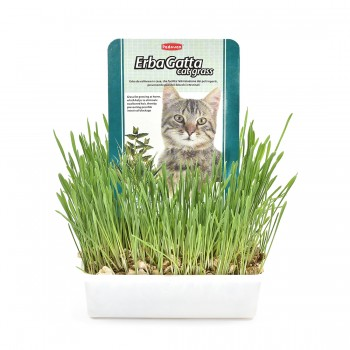 Ingrijire pisici - Iarba pisicii