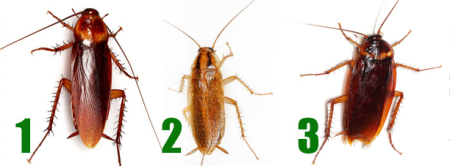 Insecticid Foval Gel Gandaci, 5 g [1]