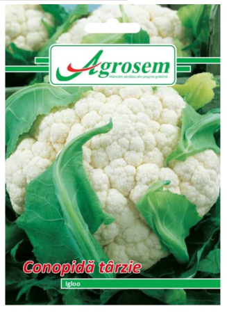 Seminte - Seminte Conopida IGLOO -1GR