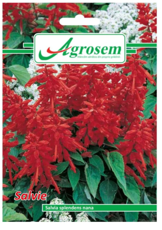 Seminte - Seminte Flori SALVIE 0,1 gr