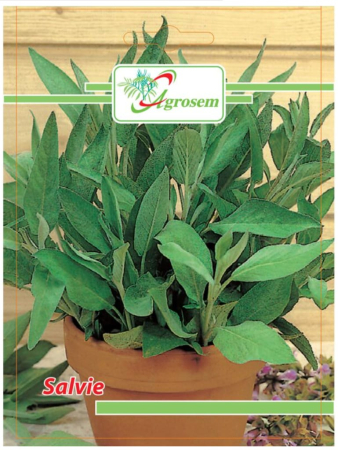 CASA SI GRADINA - Seminte Salvie 1 gr.
