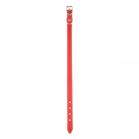 zgarda_piele_caine [1]