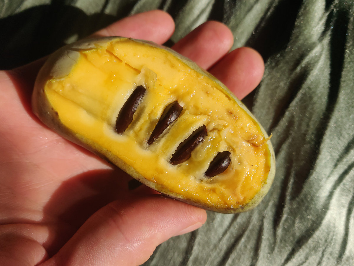 Paw Paw Sunflower: Cum cultivi „Banana Nordului” rezistentă la -25°C în Români