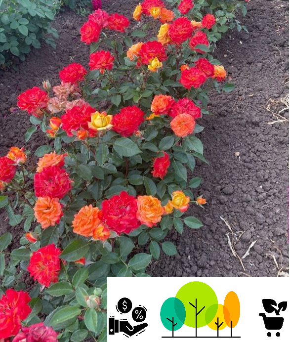 Trandafir Rumba , bicolor galben-rosii ,floribunda, radacina libera (18) [1]