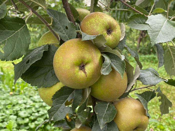  Măr Golden Pippin 120-150 cm, radacina libera [1]