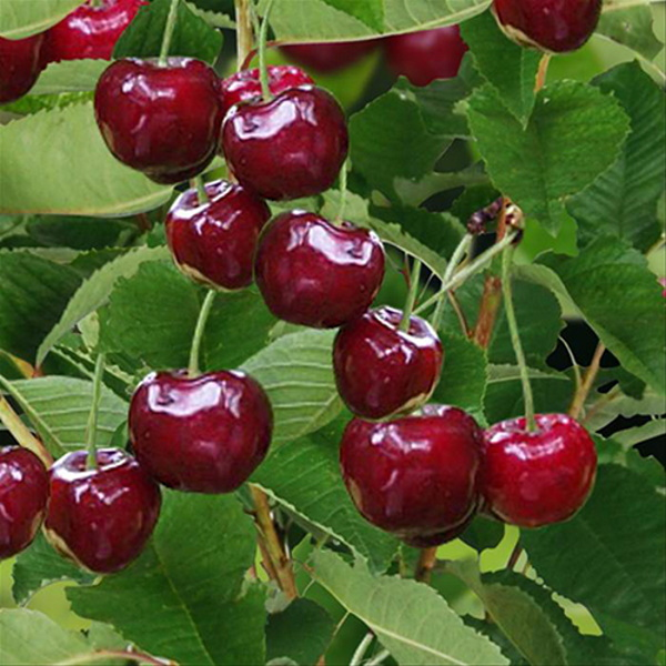  Cireș Justyna 120-150 cm, radacina libera [1]