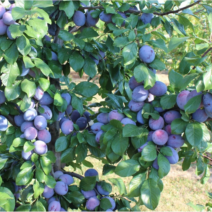 Prun Top Hit 120-150 cm, radacina libera [1]