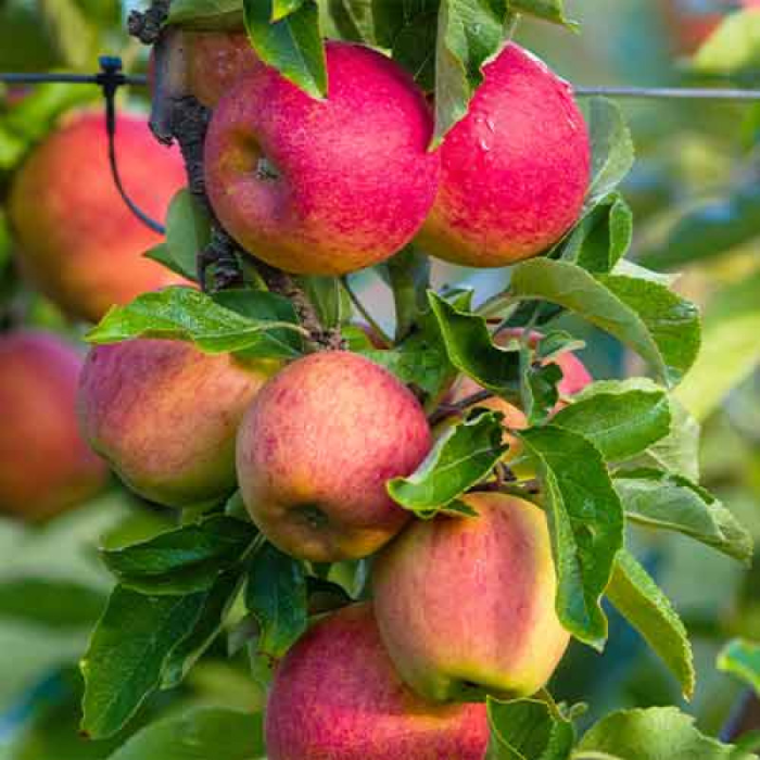 Măr columnar Red Spring [1]