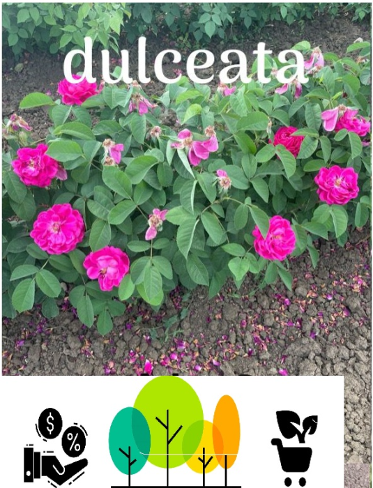 Trandafirul pentru dulceață, roz intens , radacina libera (6) [1]