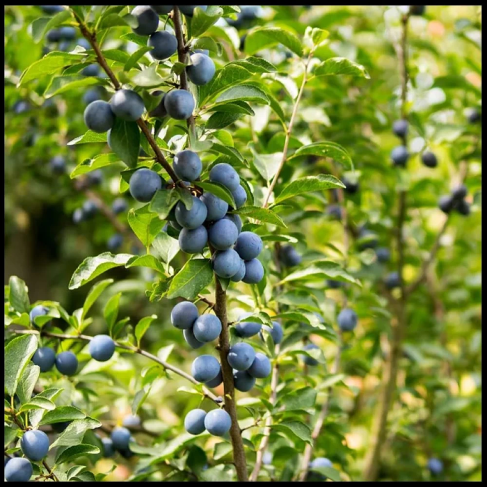 Prun Columnar Column Imperial –120-150 cm, radacina libera [2]