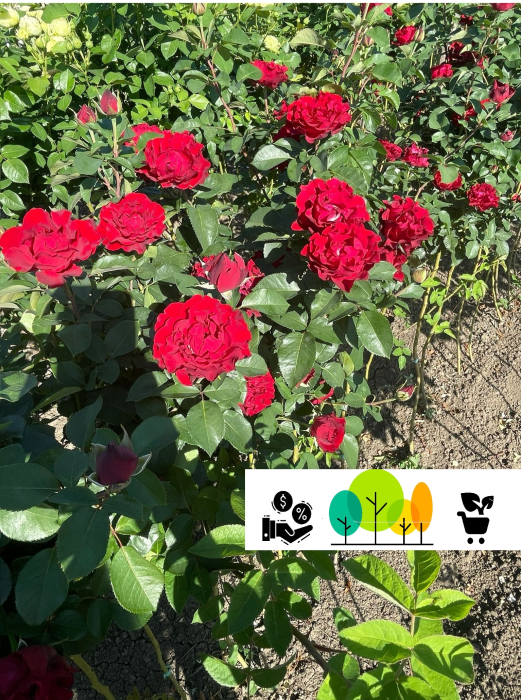 Trandafir tip pomisor Barbara, roșu intens–burgundy, pe trunchi inalt , [1]