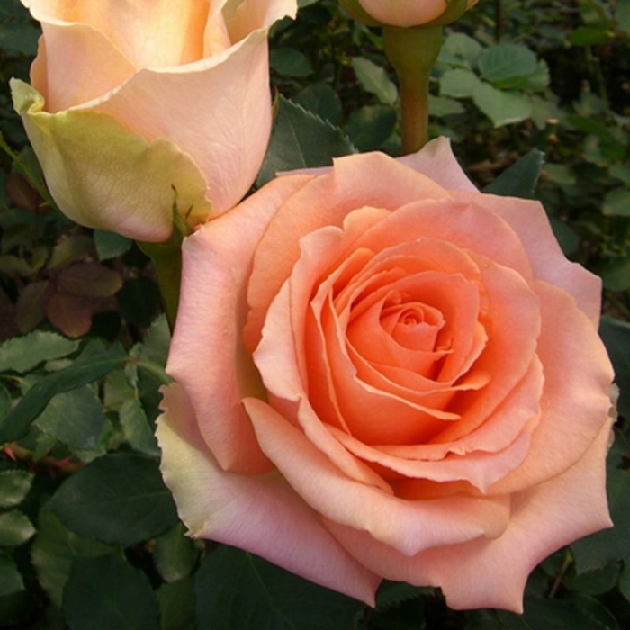 Trandafir teahibrid Versilia , tufa,  la ghiveci [1]