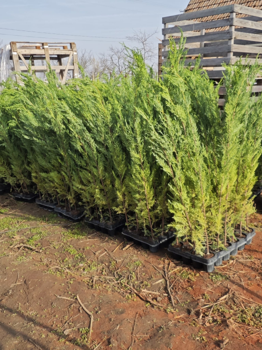 Leylandii verde 100cm , in ghiveci [1]