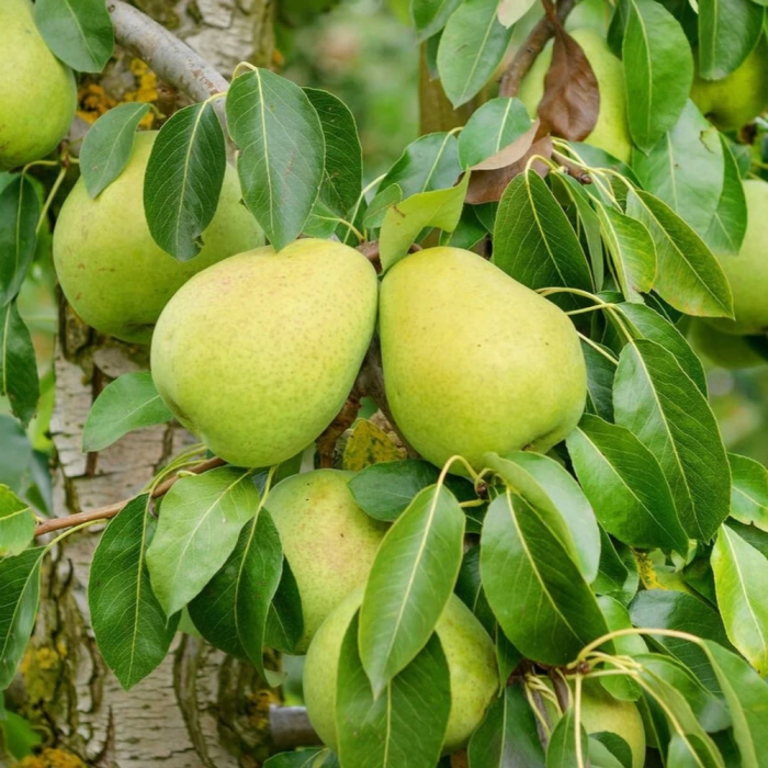 Pară A. Lucas 120-150 cm, radacina libera [1]