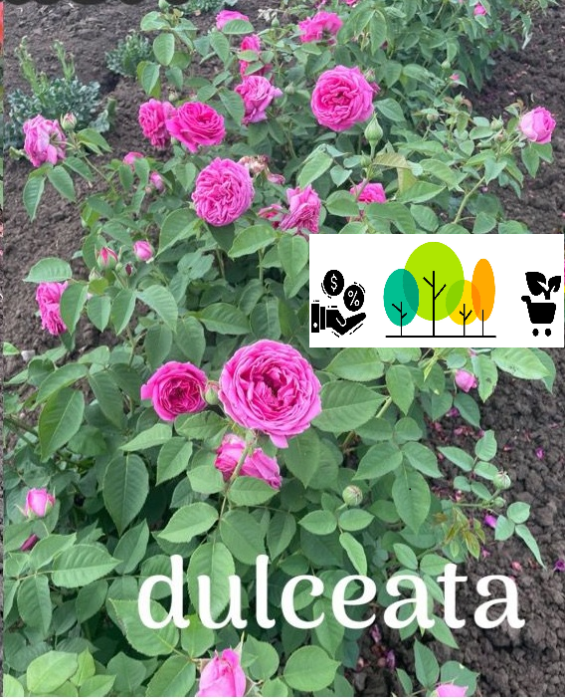 Trandafir Rixi  Dulceata urcator,roz intens ,  radacina libera (54) [1]