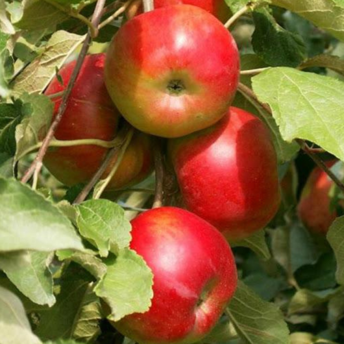  Măr columnar Flamenco 120-150 cm, radacina libera [1]