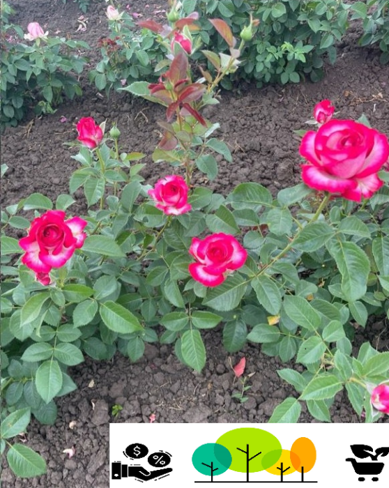 Trandafir Prințesa de Monac Roz ,la radacina libera (45) [1]