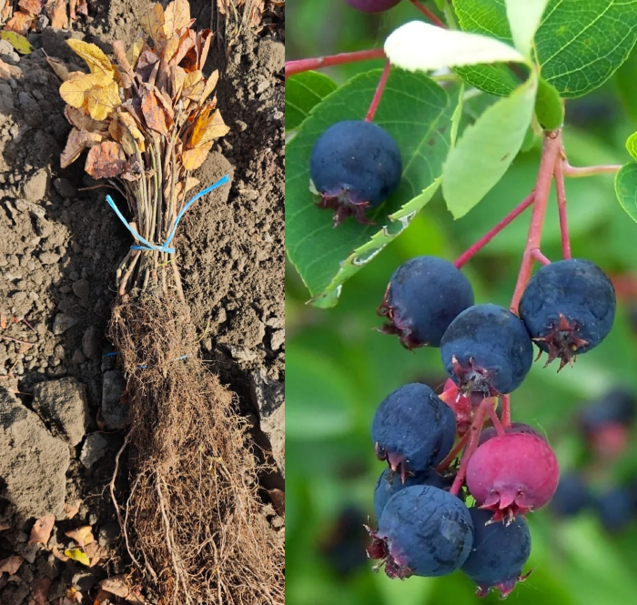 Afin canadian dulce 10 bucati + 2 gratuit , Amelanchier lamarckii 15-25 cm [1]