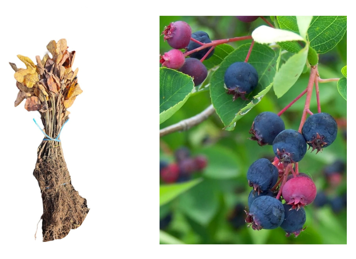 Afin canadian dulce Amelanchier lamarckii 15-25 cm [1]