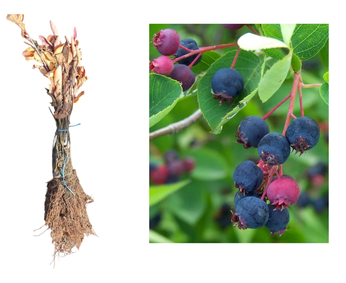 Afin canadian dulce Amelanchier lamarckii 25-40 cm [1]