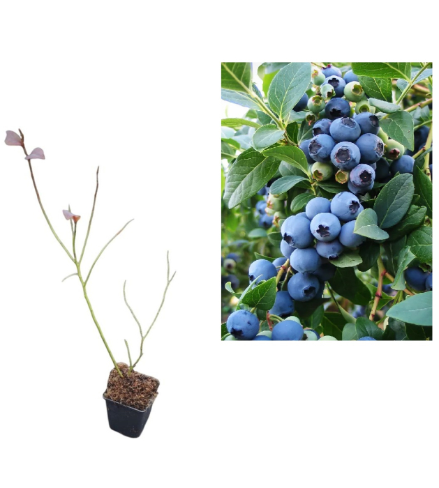 Afin de cultura Bluejay 2 ani [1]