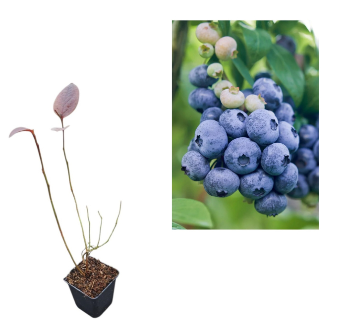 Afin de cultura Darrow 2 ani [1]