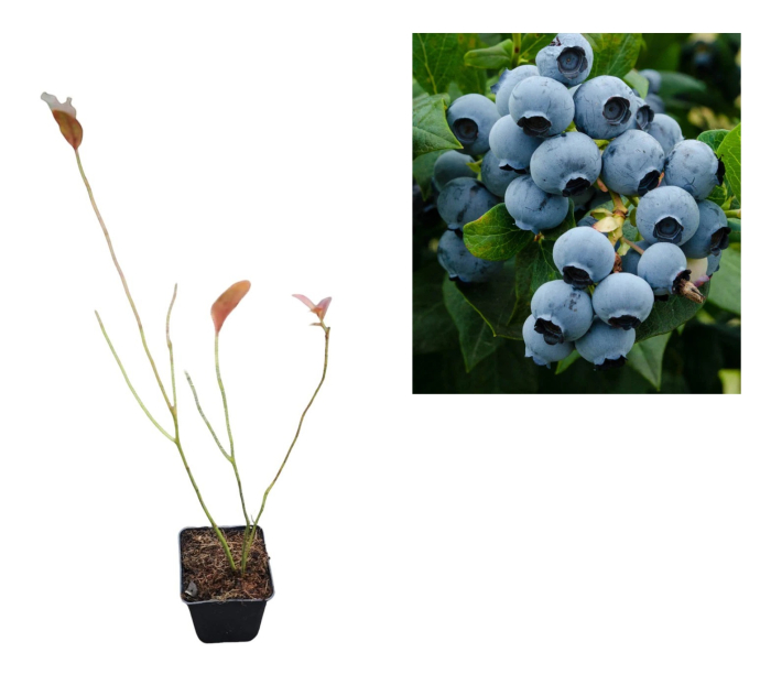 Afin de cultura Duke 2 ani [1]