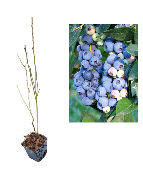 Afin de cultura Elizabeth 2 ani [1]