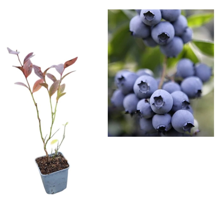 Afin de cultura Nelson 2 ani [1]