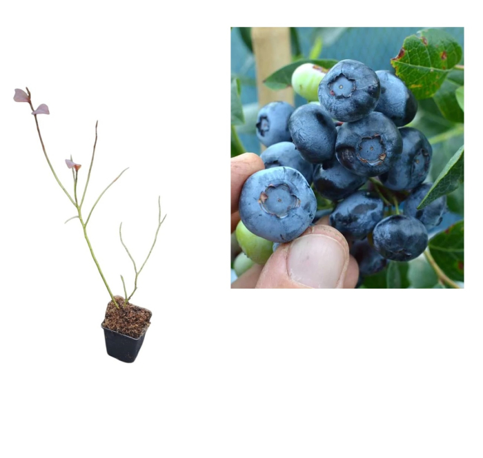 Afin de cultura Toro 2 ani [1]