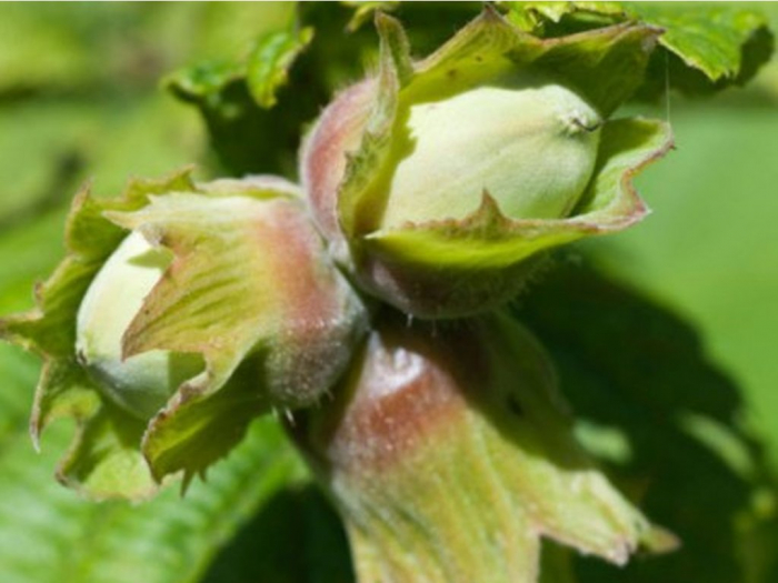 Alun Corylus avellana Extra Giagli 140-160 cm , inmultit prin vitro , radacina libera [2]