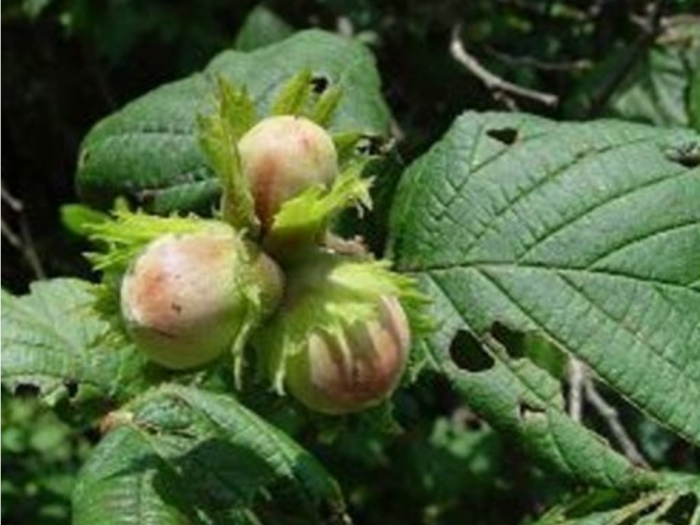 Alun Corylus avellana Pallage 140-160 cm , inmultit prin vitro , radacina libera [2]