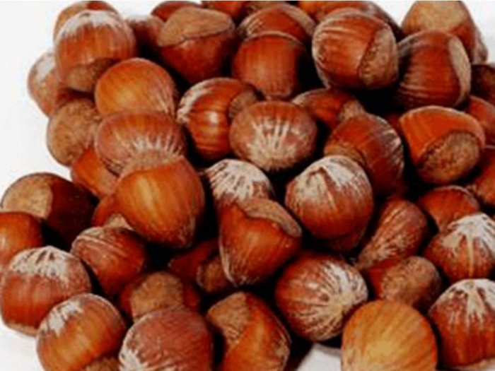 Alun Corylus avellana Sivri Giagli 140-160 cm , inmultit prin vitro , radacina libera [2]