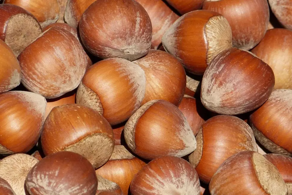 Alun Corylus avellana Tonda di Giffoni 140-160 cm , inmultit prin vitro , radacina libera [2]