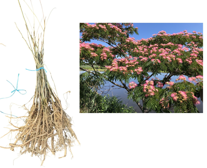 Arbore de mătase ( Albizia Julibrissin ) 30-50 cm, 2 ani , radacina libera [1]