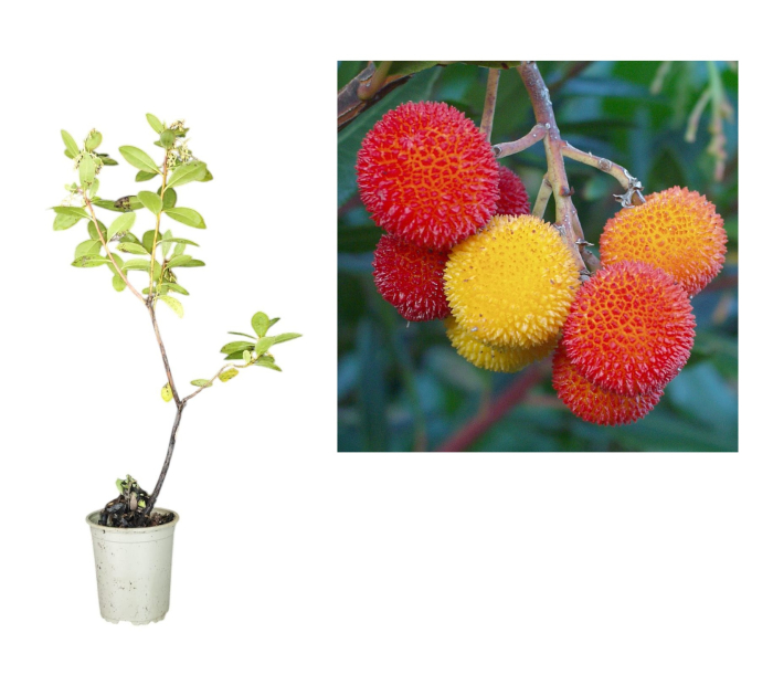 Arborele de capsuni Cobra 20-40 cm (Arbutus unedo ) [1]