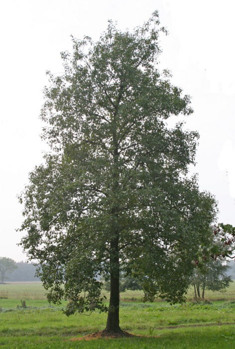 Arinul negru 50-80 cm (Alnus glutinosa), radacina libera [2]