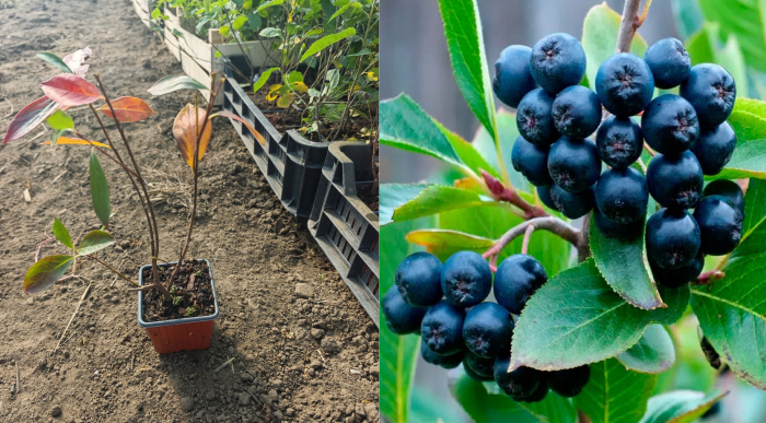 Aronia melanocarpa Hugin cea mai rezistenta 20–40 cm [1]