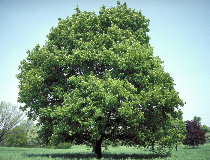 Artar 50-80 cm , Acer Platanoides , radacina libera [2]