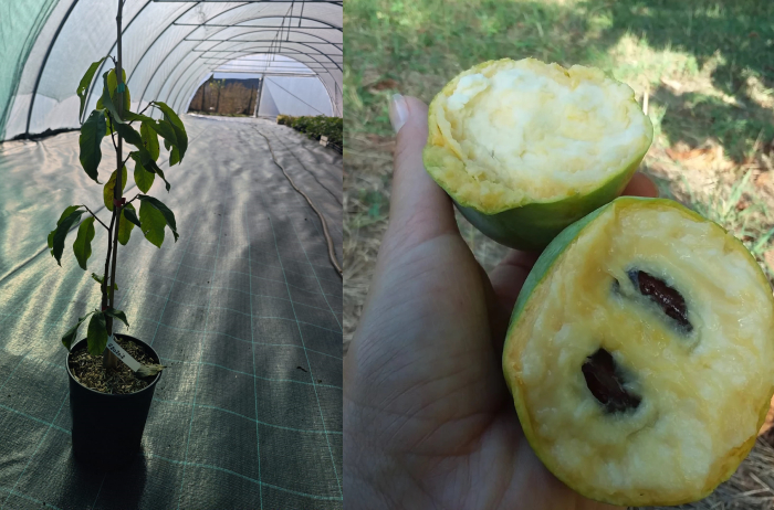 Banana nordului Georgia – Paw Paw Asimina triloba [1]