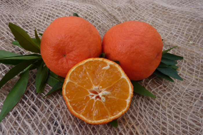 Caffin Clementine 90-120cm (Citrus clementina) [2]