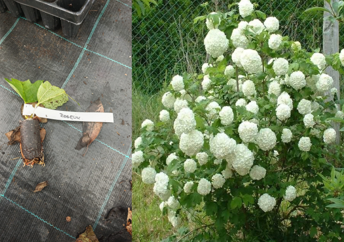 Calin cu flori albe - Viburnum opulus Roseum 5 cm [1]