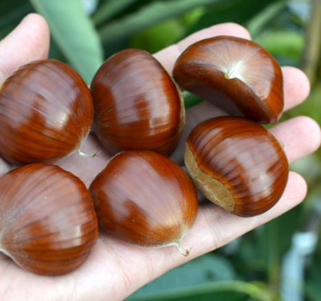 Castan comestibil Marigoule 140-160 cm , radacina libera [2]