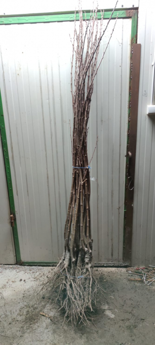 Castan comestibil Volou140-160 cm , radacina libera [2]