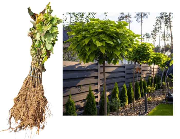 Catalpa - Arborele trompeta 50-60cm , radacina libera [1]