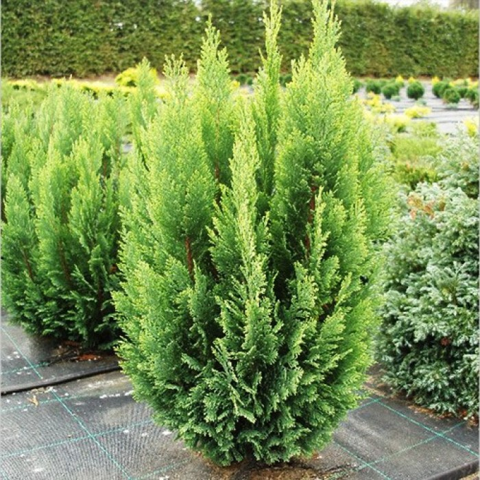 Chiparos verde albăstrui 5 cm (Chamaecyparis lawsoniana 'Ellwood's Empire') , gard viu [2]