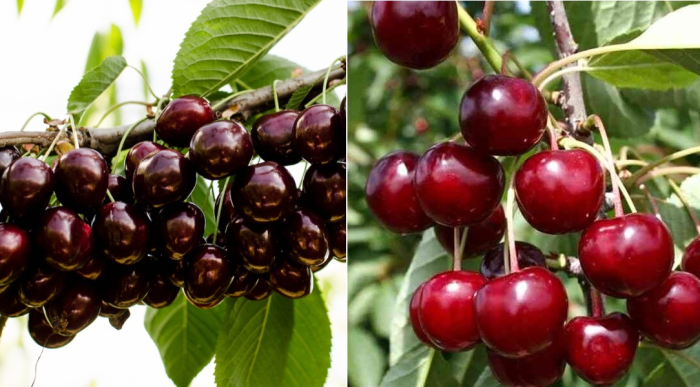 Cireș Kordia cu Vișin Debreceni Duo - dulce si acrisor [1]