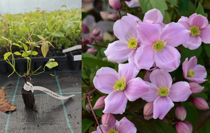 Clematis montana Mayleen – clematită cățărătoare cu flori roz parfumate [1]