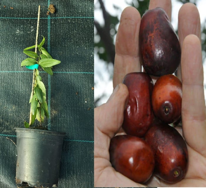 Curmal chinezesc Ziziphus sativa Lang 5-10 cm [1]