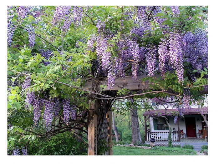 Glicina chinezeasca mov - ( Wisteria sinensis ) , 40-60 cm [2]